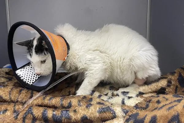 Patiko Veteriner Kliniği - Resim 3