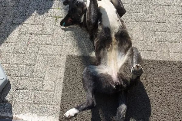 Patiko Veteriner Kliniği - Resim 12