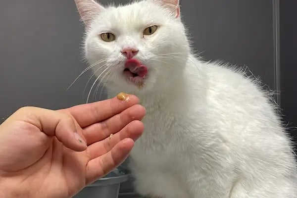 Patiko Veteriner Kliniği - Resim 9