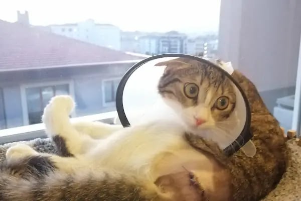 Vosvet Veteriner Kliniği - Resim 8