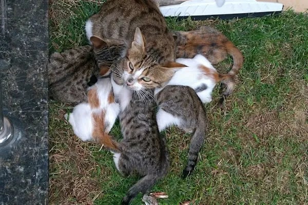Özel Nilüfer Veteriner Kliniği - Resim 9