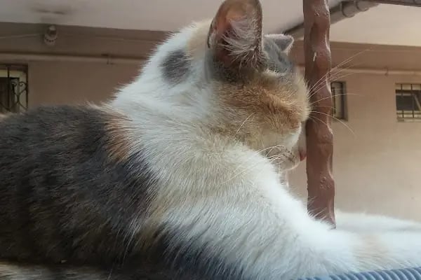 Özel Nilüfer Veteriner Kliniği - Resim 10