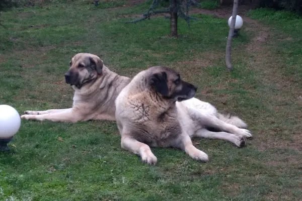 Özel Nilüfer Veteriner Kliniği - Resim 20