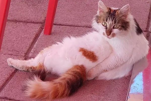 Özel Nilüfer Veteriner Kliniği - Resim 5