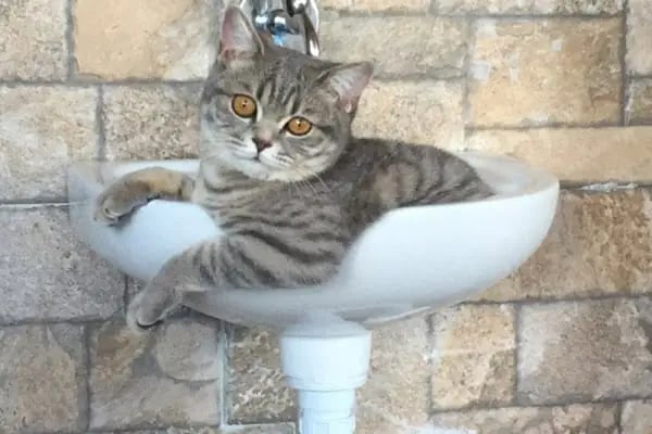 Özel Nilüfer Veteriner Kliniği - Resim 8