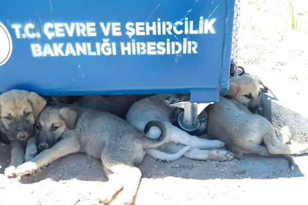 Özel Nilüfer Veteriner Kliniği - Resim 12