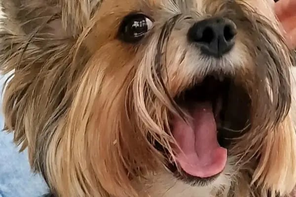 My Vet Veteriner Kliniği (since 2017) - Resim 14