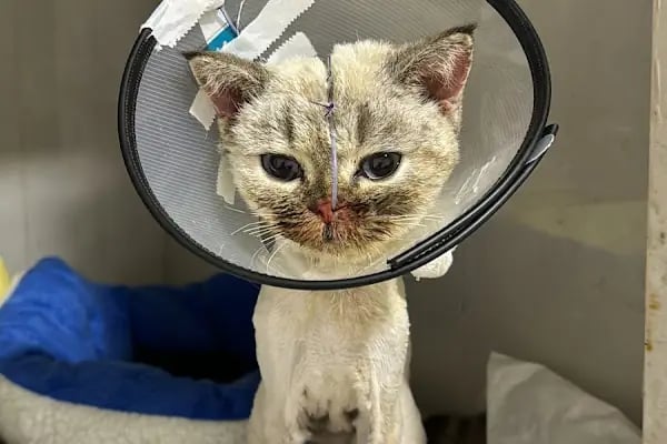 My Vet Veteriner Kliniği (since 2017) - Resim 6