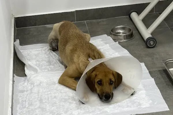 My Vet Veteriner Kliniği (since 2017) - Resim 9
