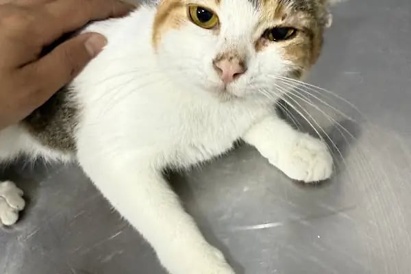 My Vet Veteriner Kliniği (since 2017) - Resim 15