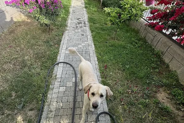 My Vet Veteriner Kliniği (since 2017) - Resim 18