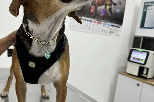 My Vet Veteriner Kliniği (since 2017) - Resim 2
