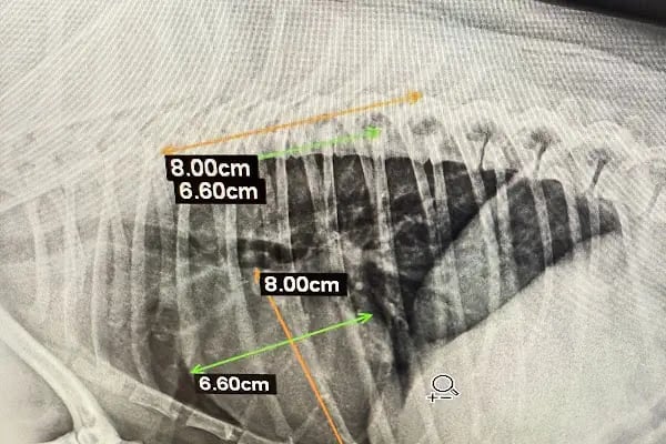 My Vet Veteriner Kliniği (since 2017) - Resim 11