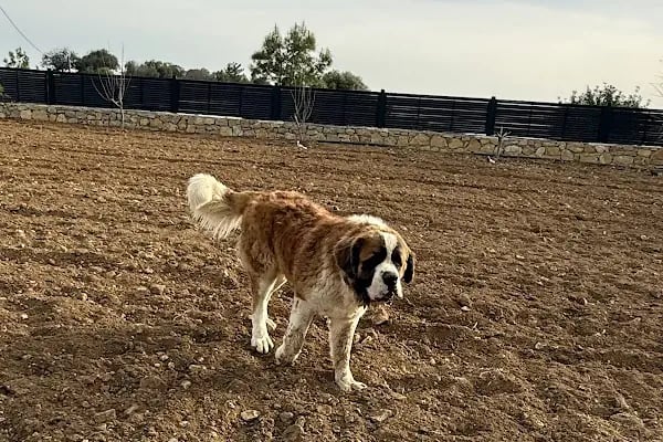 My Vet Veteriner Kliniği (since 2017) - Resim 20