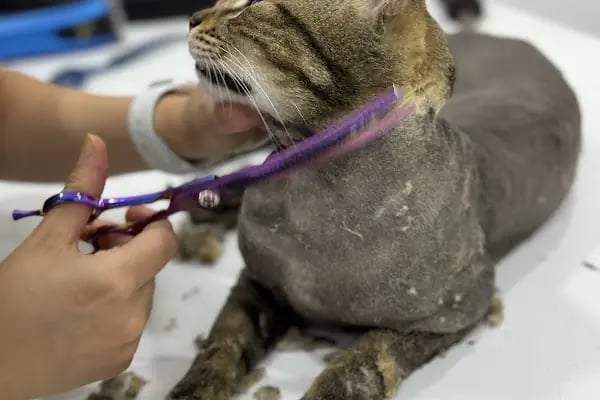 My Vet Veteriner Kliniği (since 2017) - Resim 5