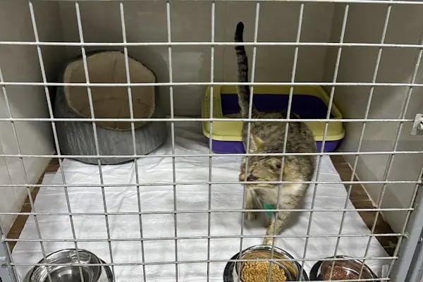 My Vet Veteriner Kliniği (since 2017) - Resim 7