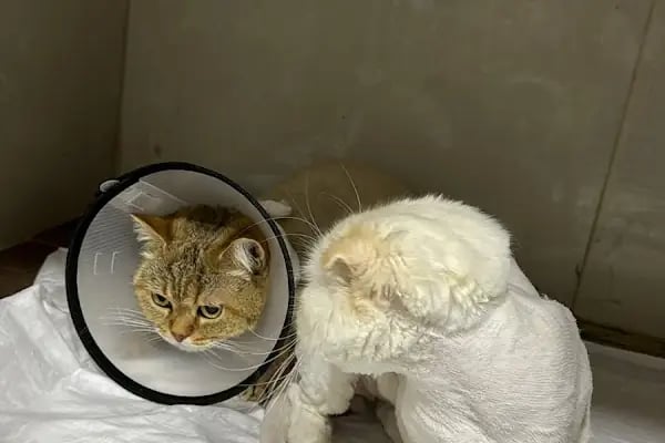 My Vet Veteriner Kliniği (since 2017) - Resim 17