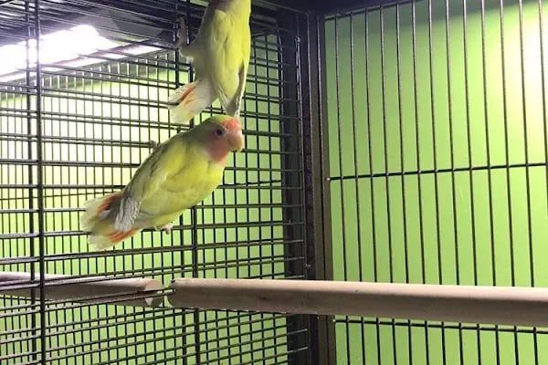 Sakarya Doğa Petshop 4 Serdivan - Resim 4