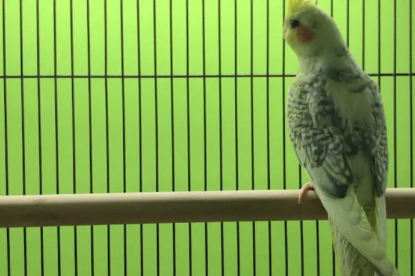 Sakarya Doğa Petshop 4 Serdivan - Resim 10