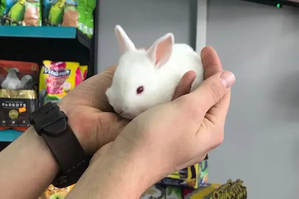 Sakarya Doğa Petshop 4 Serdivan - Resim 13