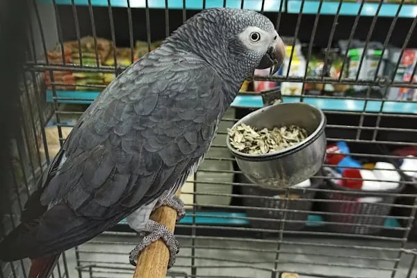 Sakarya Doğa Petshop 4 Serdivan - Resim 7