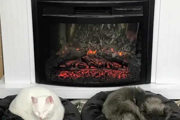 Sakarya Doğa Petshop 4 Serdivan - Resim 6