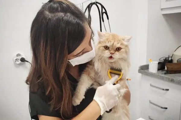 Vet. Hek. Esra Helvacıkara Veteriner Muayenehanesi - Resim 3