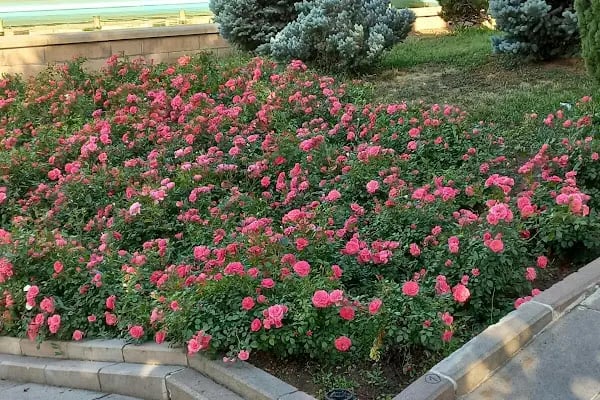 Hacettepe Üniversitesi Sıhhıye Kampüsü - Resim 8