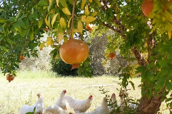 Çöğmen İlköğretim Okulu - Resim 9