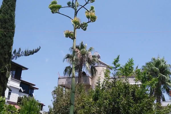 Altınkent Tatil Sitesi - Resim 12
