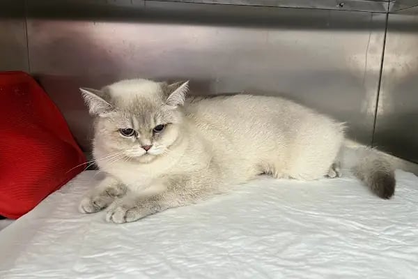 Metis Veteriner Kliniği - Resim 13