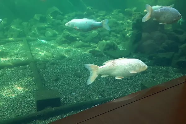 Bursa Cihan Akvaryum & Petshop - Resim 1
