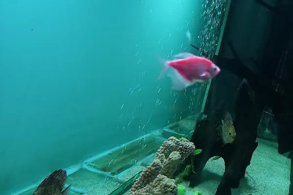 Bursa Cihan Akvaryum & Petshop - Resim 15