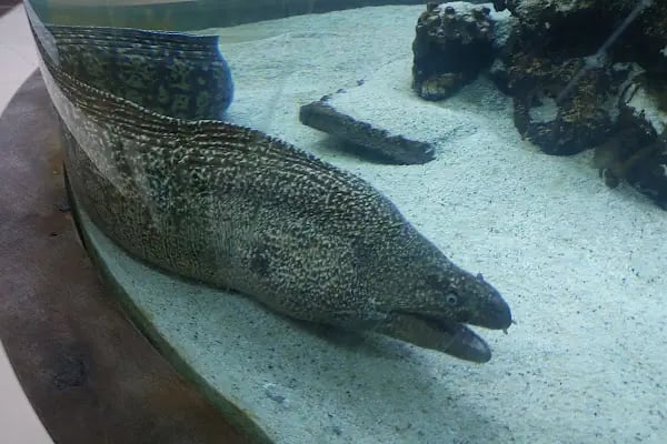 Bursa Cihan Akvaryum & Petshop - Resim 10