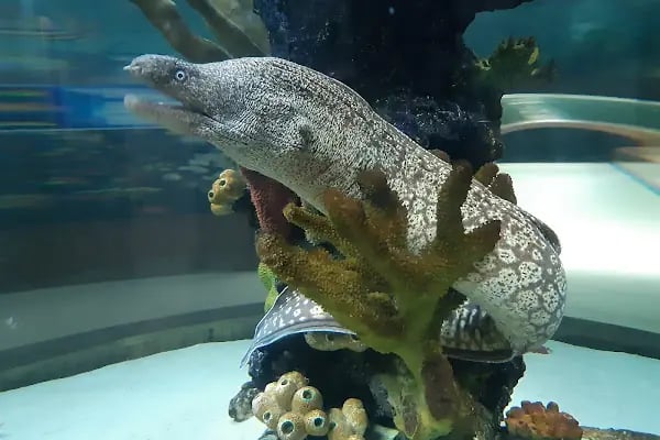 Bursa Cihan Akvaryum & Petshop - Resim 7