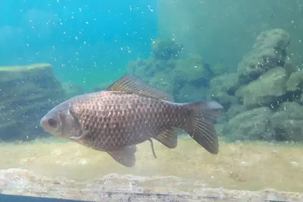 Bursa Cihan Akvaryum & Petshop - Resim 18