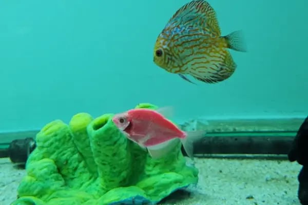 Bursa Cihan Akvaryum & Petshop - Resim 9