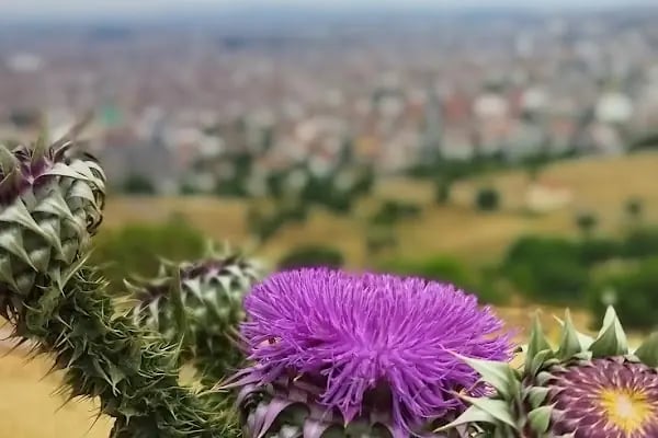 Yeni Karesi Konutları Mescidi - Resim 9