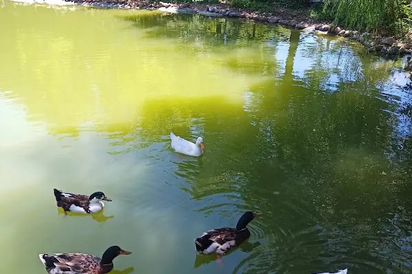 Kapıçam Tabiat Parkı - Resim 5