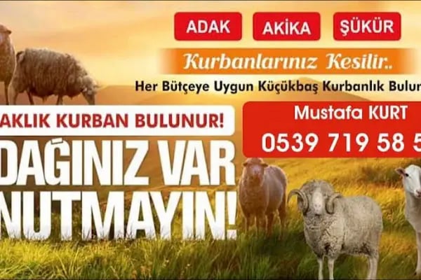Beşiktaş Adak Kurbanlık - Resim 15