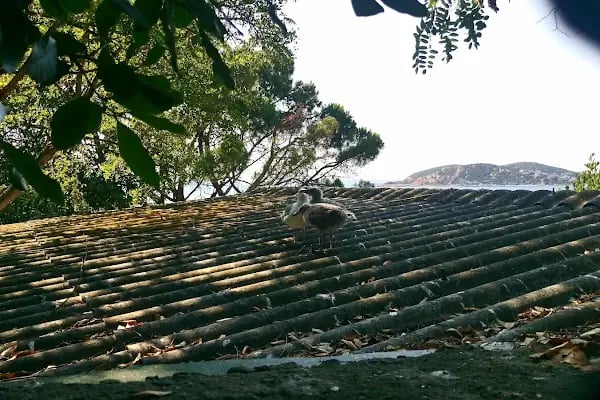 Adalar Su Sporları Derneği - Resim 8