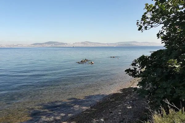 Adalar Su Sporları Derneği - Resim 7