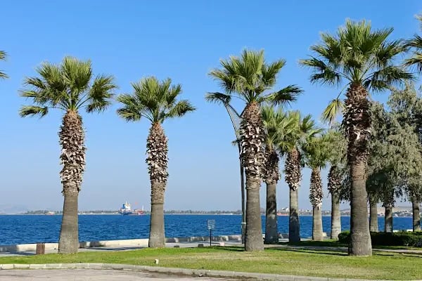 ALPAYLAR Zeytinyağı Fabrikası & SATIŞ NOKTASI - Resim 1