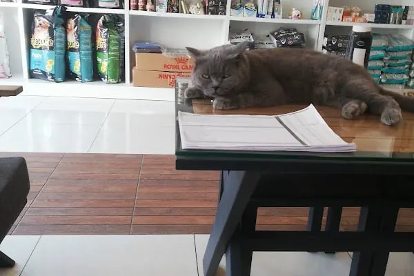 Özlüce Vet-RA Veteriner Kliniği - Resim 3