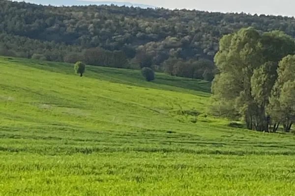 Ulus İnci Tarım Haşere Böcek İlaçları Gübre Tohum Zirai Alet Ltd Şti - Resim 9