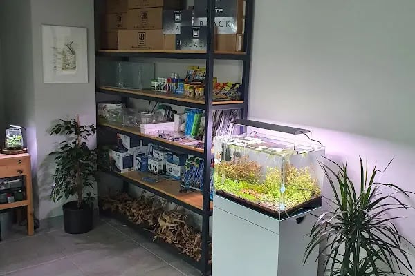 Green Glass | Nature Aquarium - Resim 17