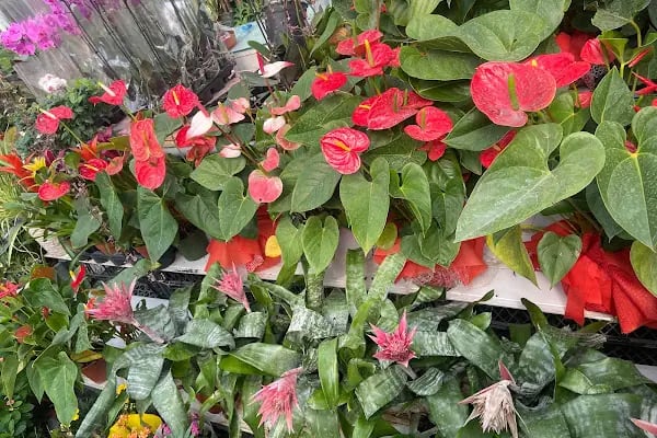 Floral Garden Çiçek &amp; Çikolata - Resim 5