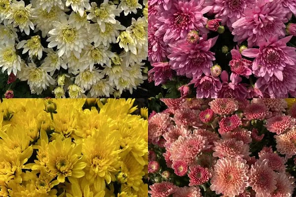Floral Garden Çiçek &amp; Çikolata - Resim 12
