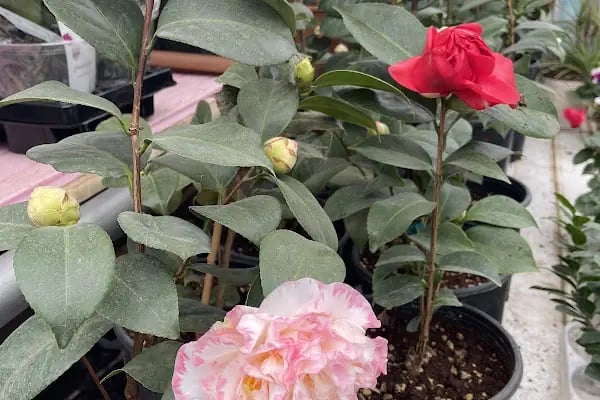 Floral Garden Çiçek &amp; Çikolata - Resim 18