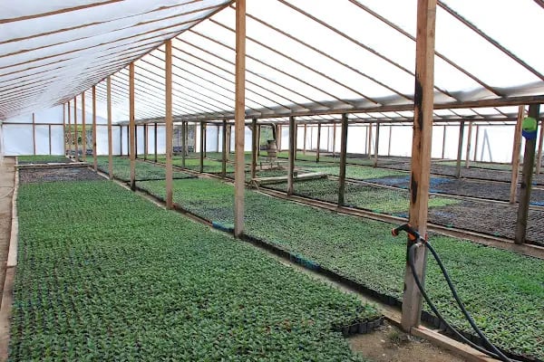 Akyurt Belediyesi PArk ve Bahçeler Müdürlüğü Serası - Resim 2